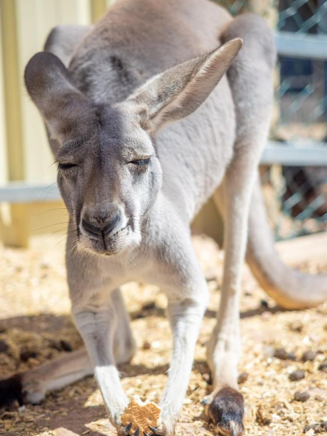 Wallaroo Holiday Park エクステリア 写真